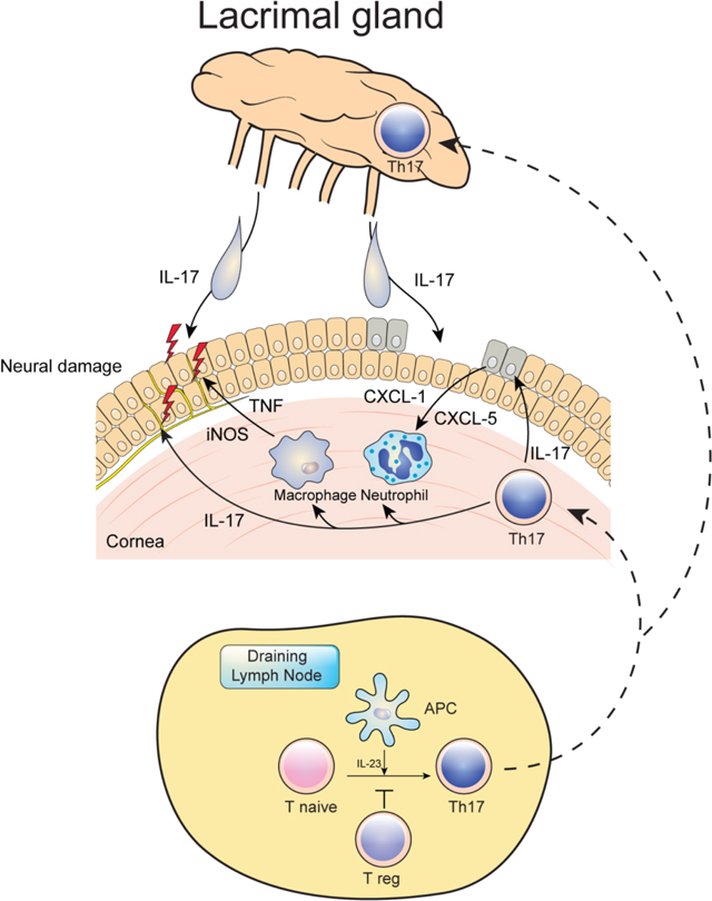 graphic file with name nihms-1046735-f0013.jpg