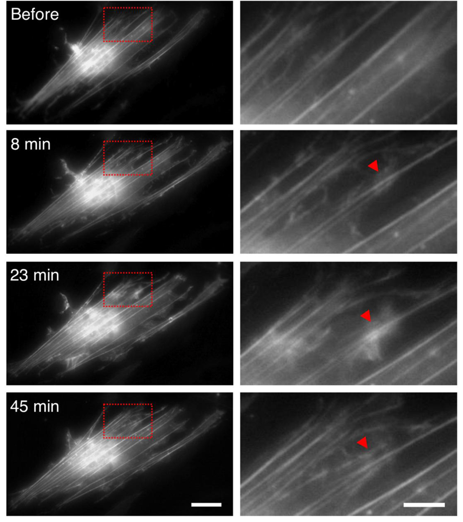 Figure 12