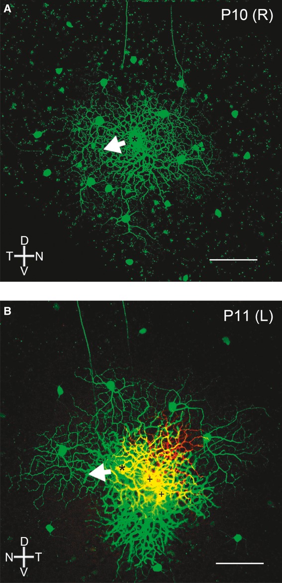 Figure 5