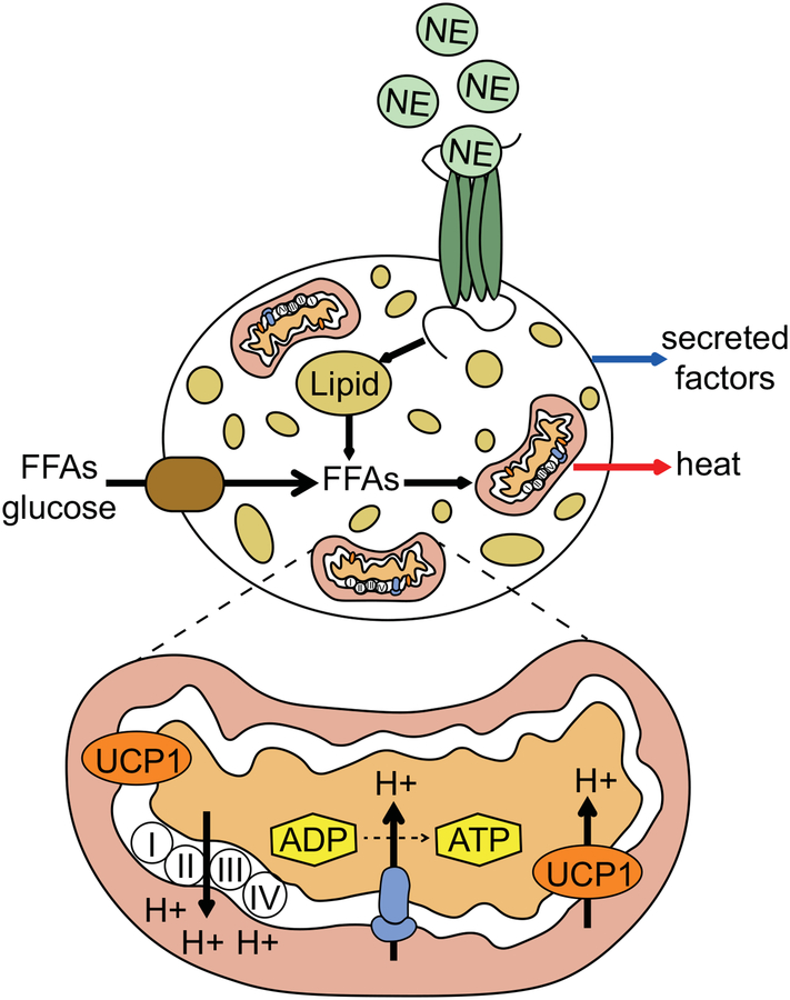 Figure 1: