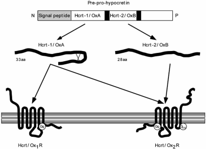 Fig. (1)