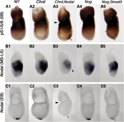 Figure 3.