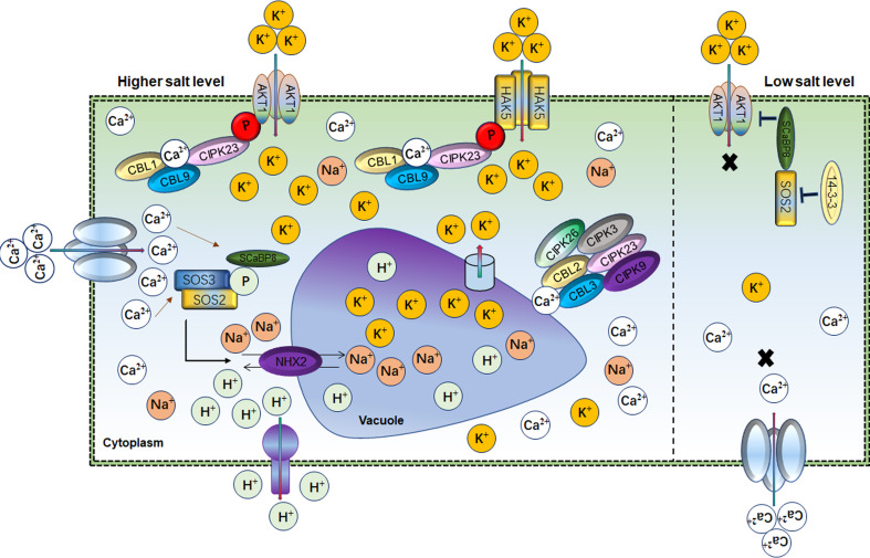 Figure 3