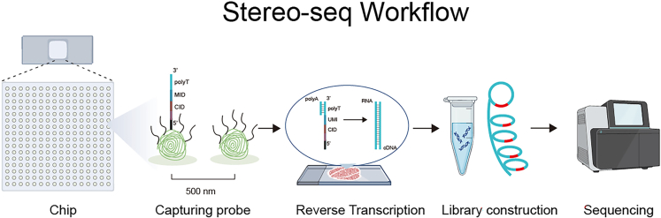 Figure 11