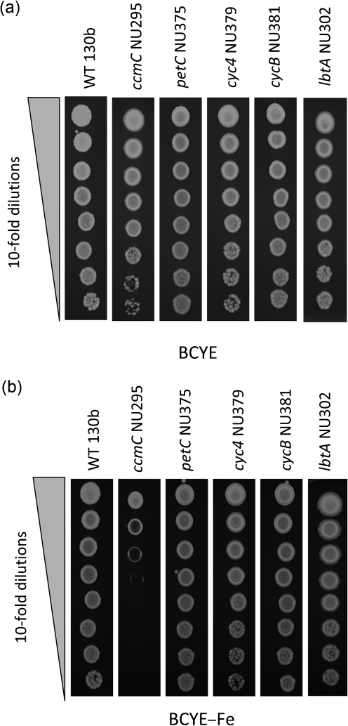 Fig. 5.