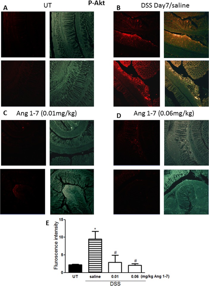 Fig 10