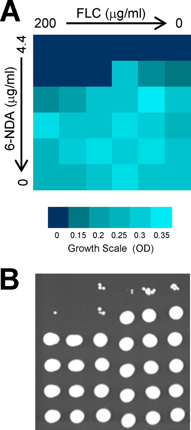 Fig 6