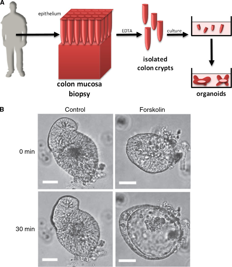 Fig. 4