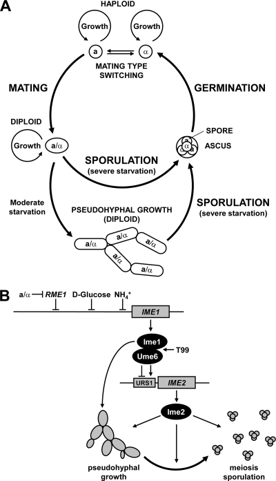 FIG. 9.