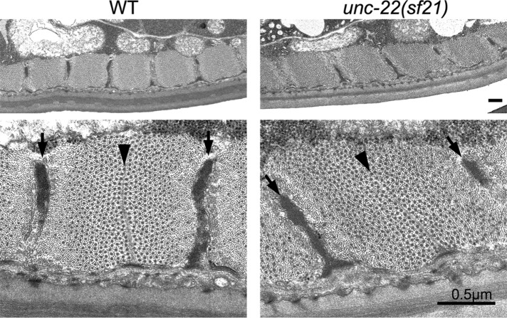 FIGURE 3: