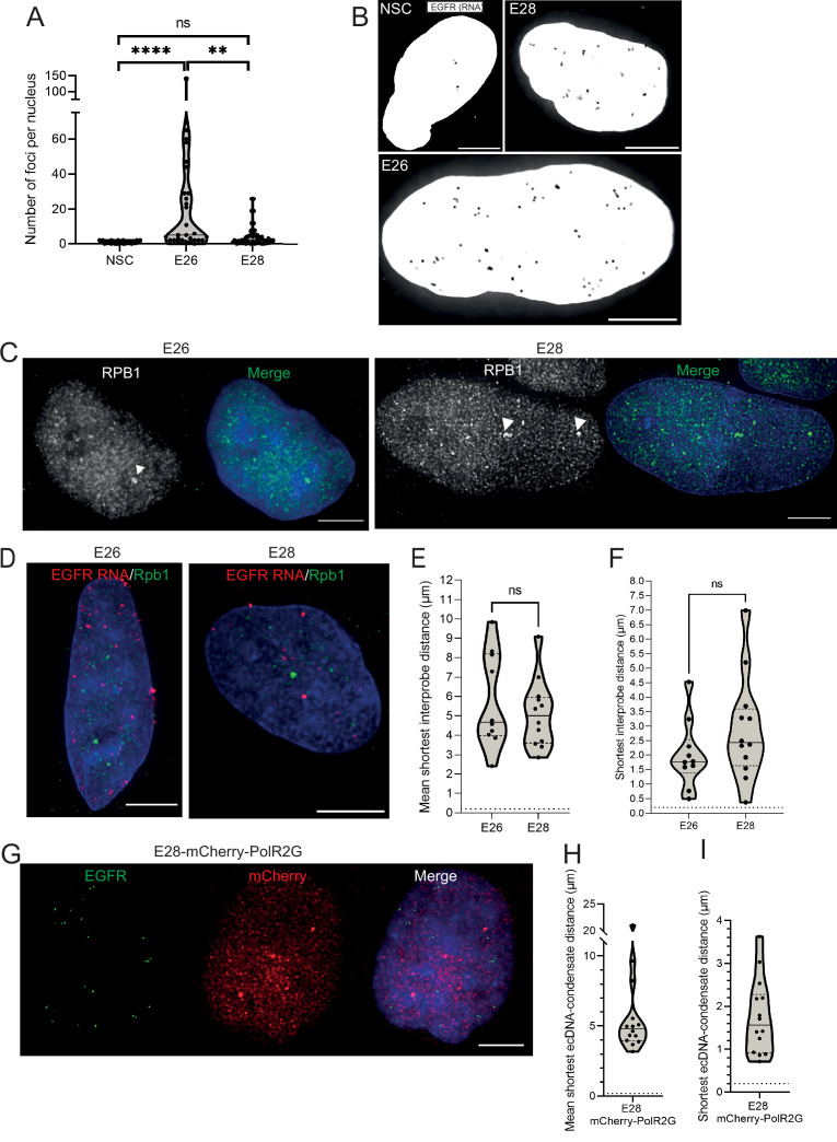 Figure 4—figure supplement 1.