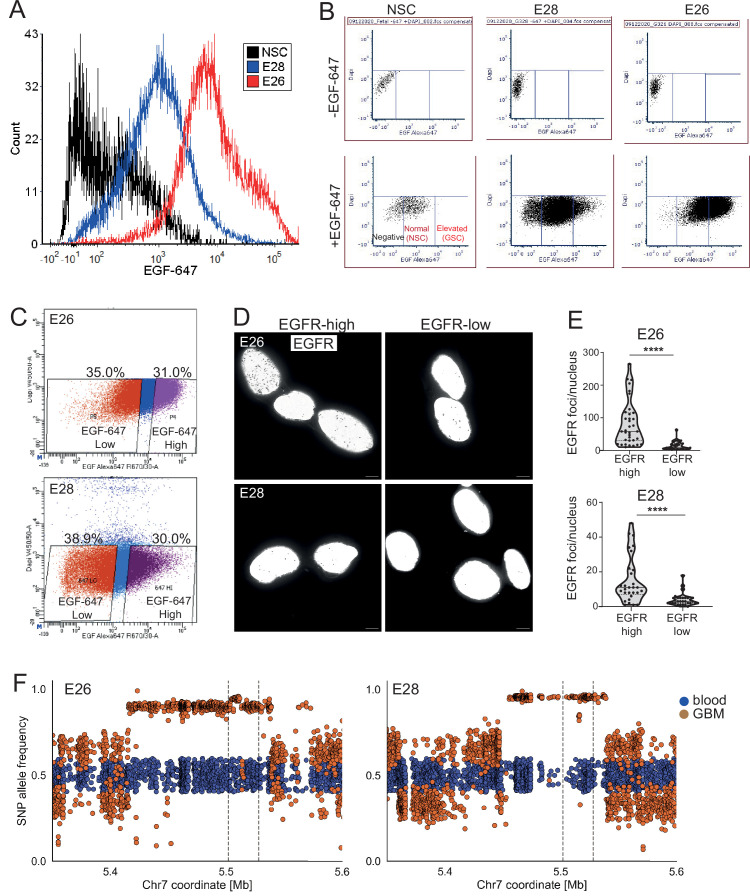 Figure 5—figure supplement 1.