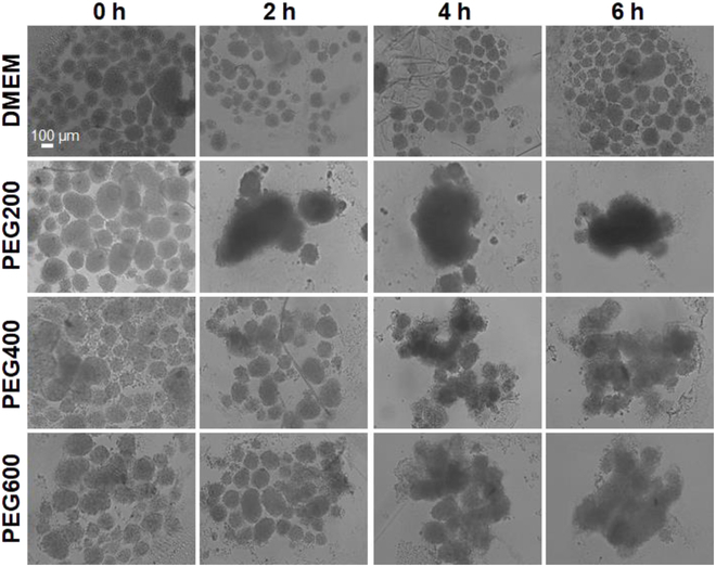 Fig. 8.