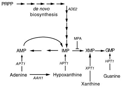 FIG. 1