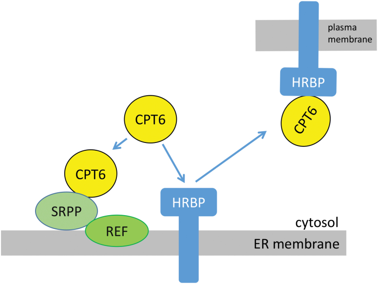 Fig. 8.