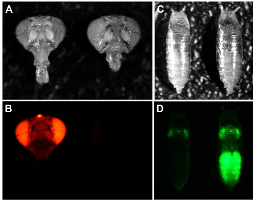 Fig. 8.