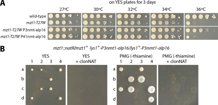 FIGURE 6: