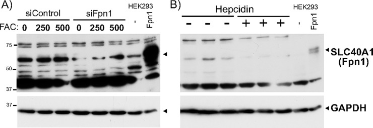 Fig 5