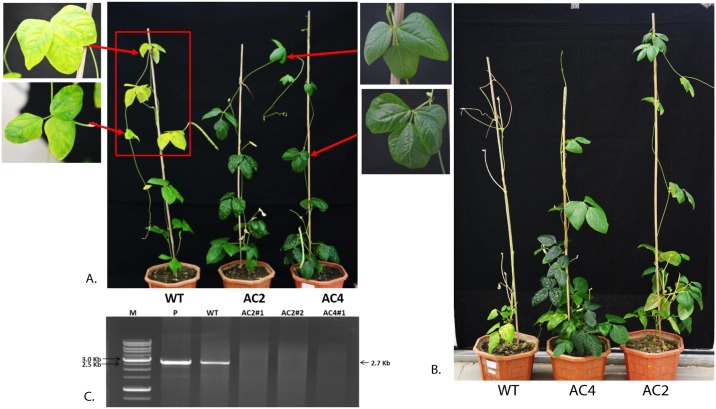 Fig 6