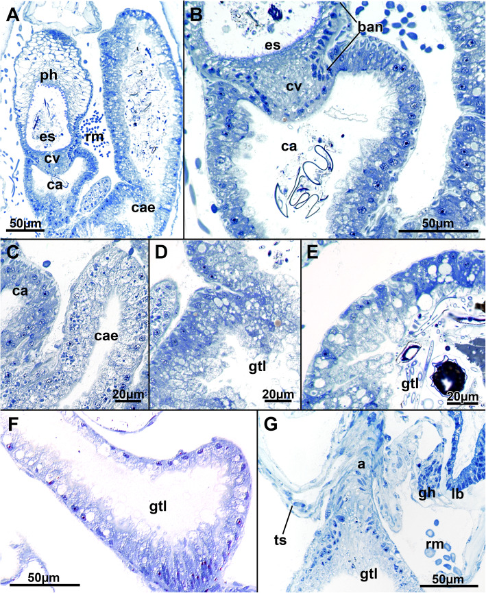 Fig. 12