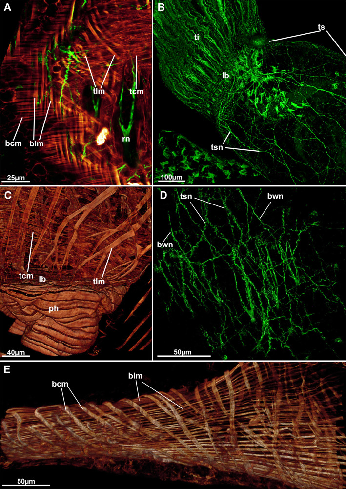 Fig. 14