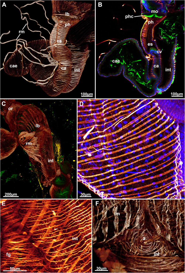 Fig. 11