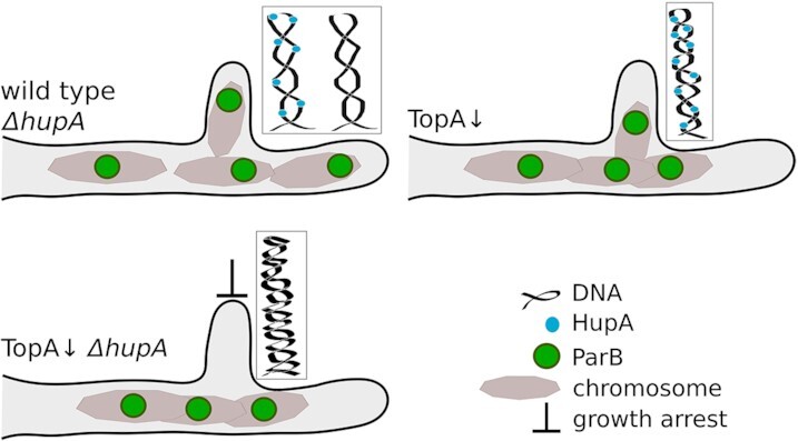 Graphical Abstract