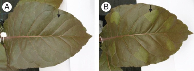 Fig. 5.
