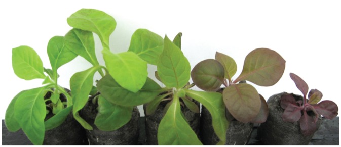 Fig. 3.