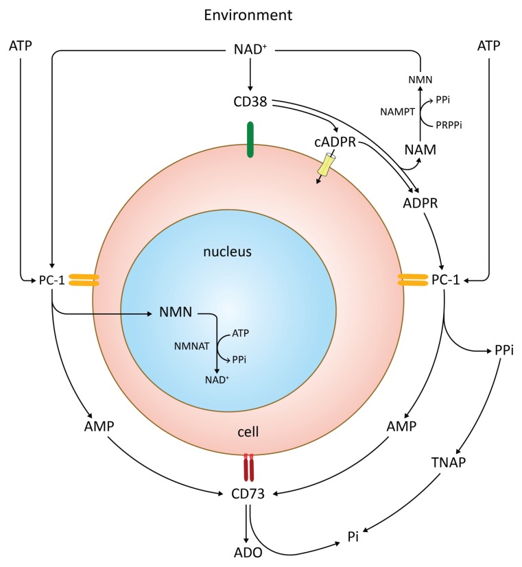 Figure 7