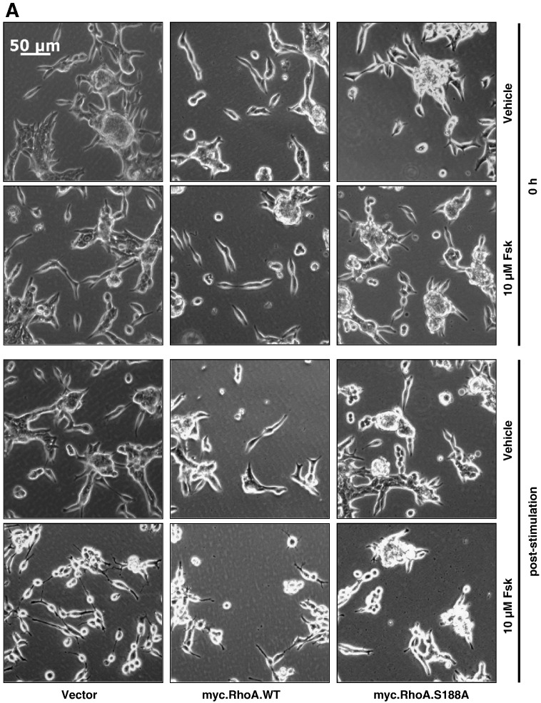 Fig. 7