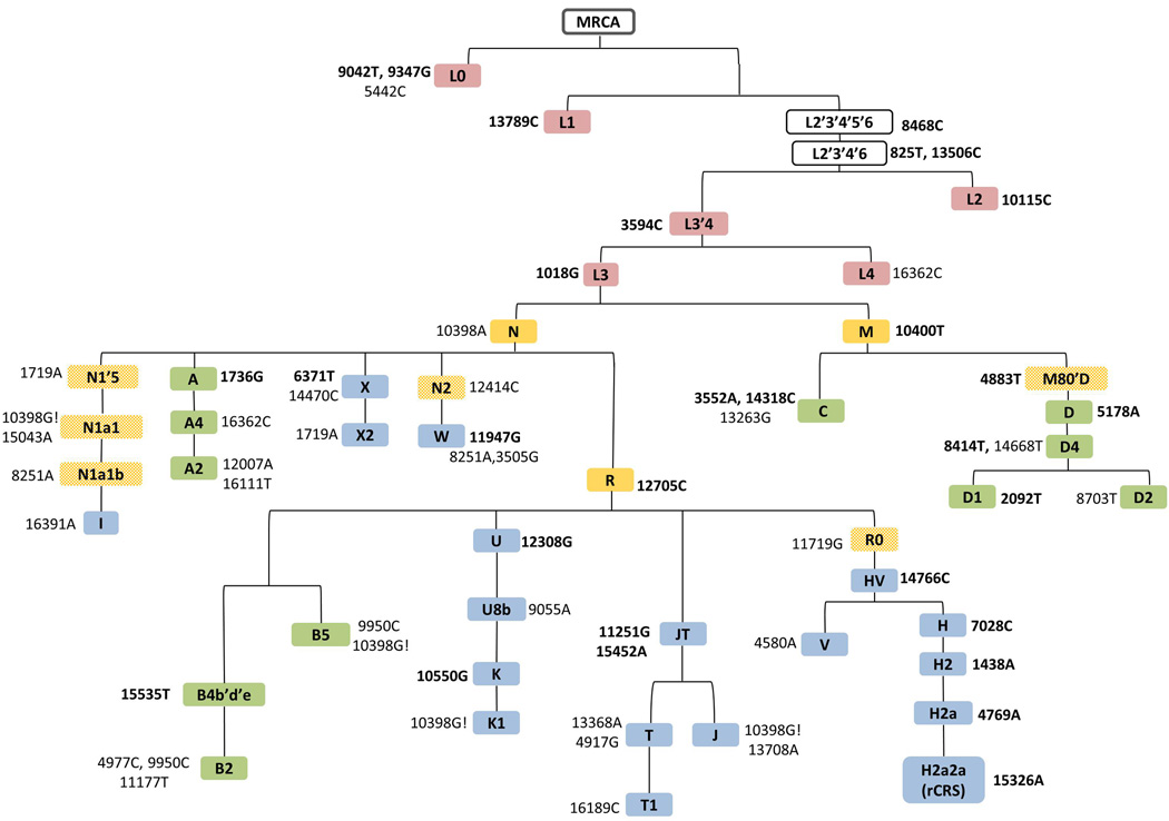 Characterization of mitochondrial haplogroups in a large population ...