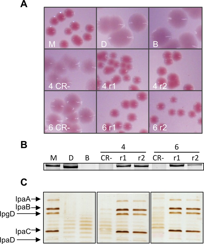 Fig 6