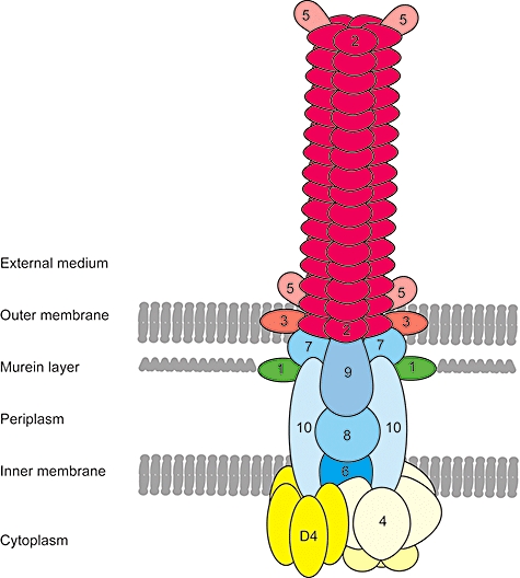 Fig. 2