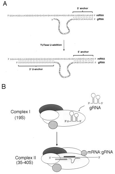 FIG. 7