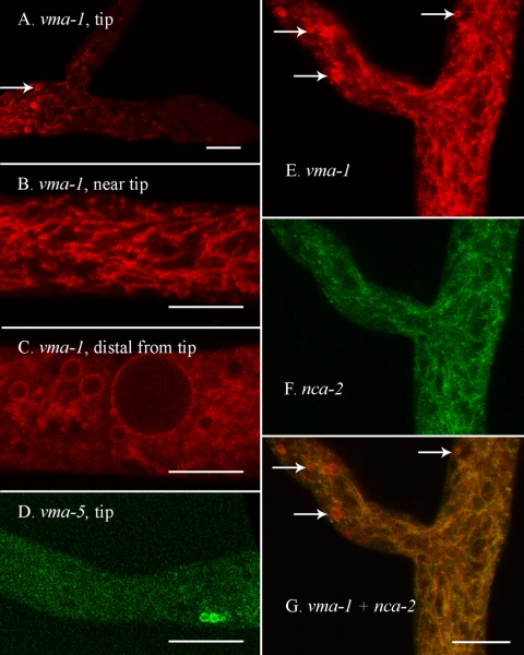 FIG. 6.