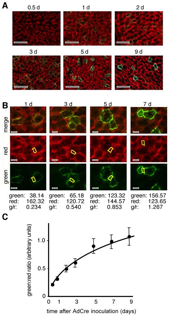 Fig. 4