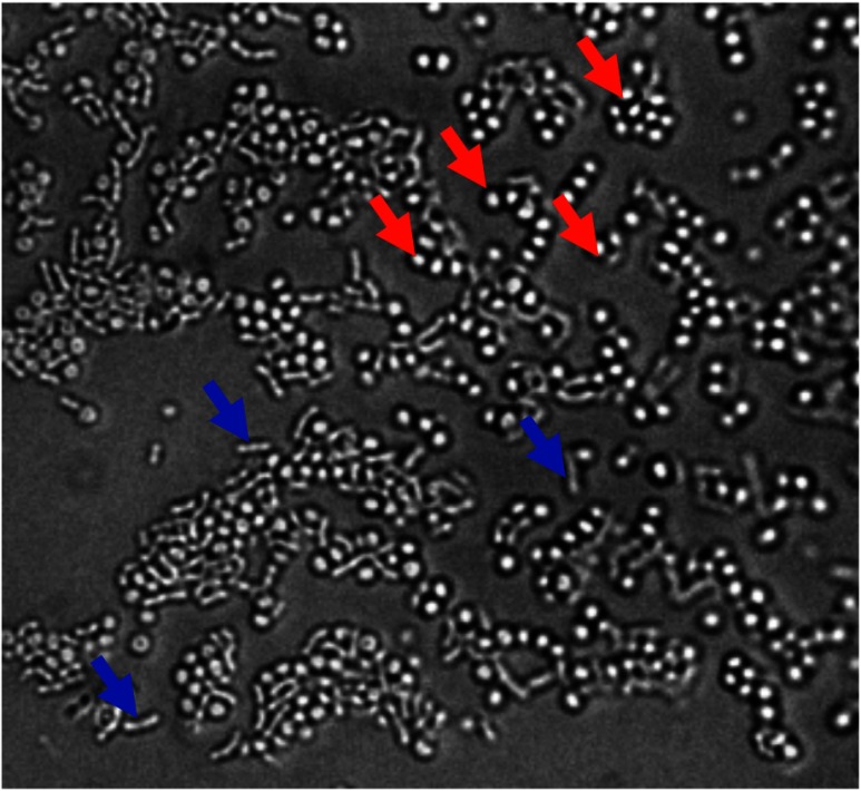 Fig. 7