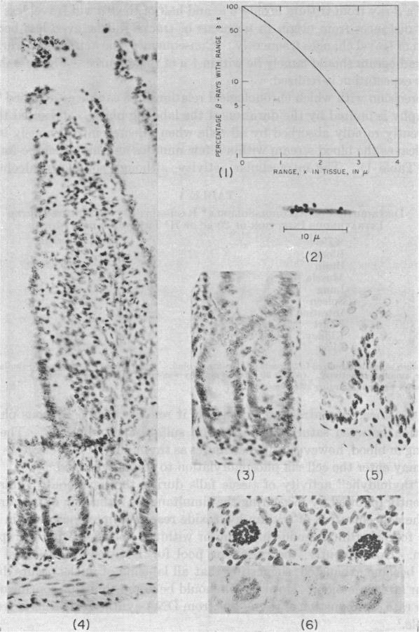 graphic file with name pnas00684-0114-a.jpg