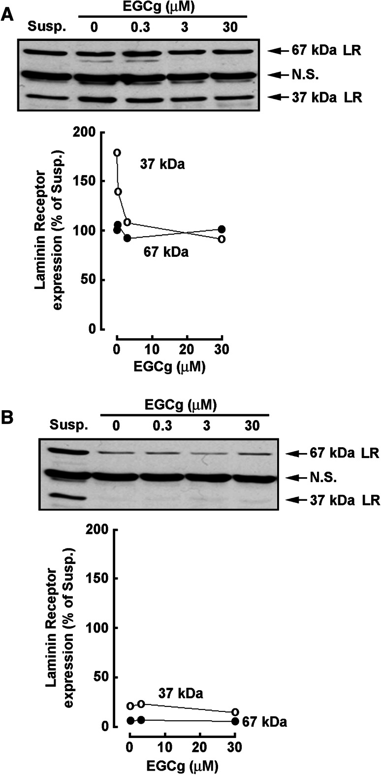 Fig. 7