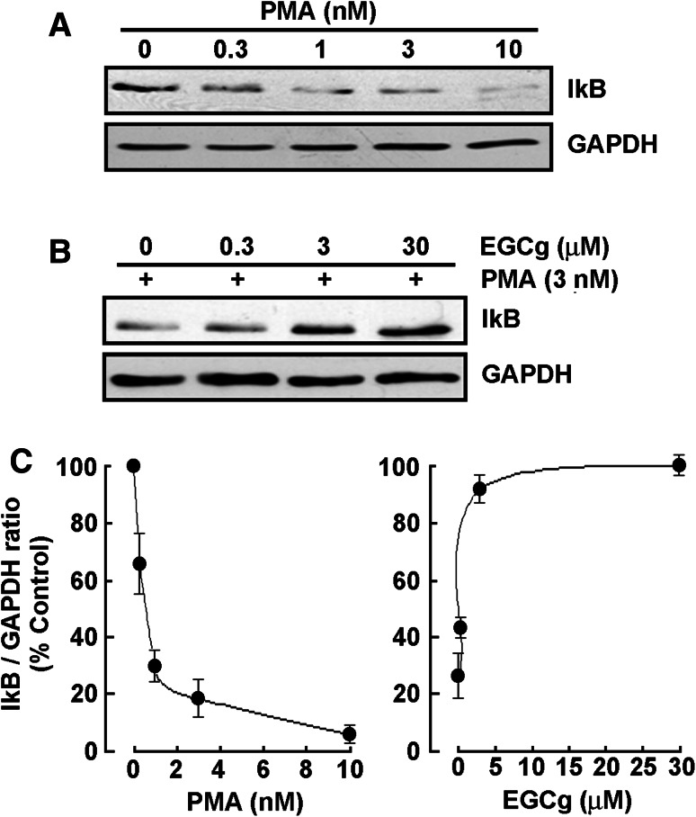 Fig. 1