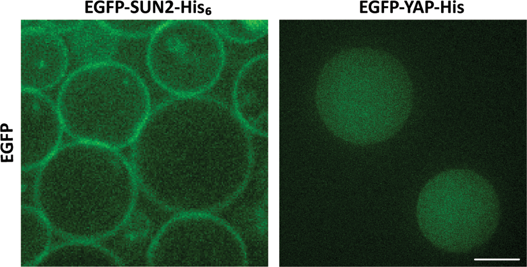 Figure 5: