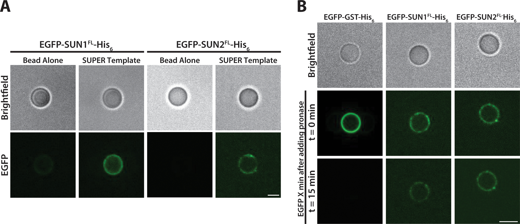 Figure 3: