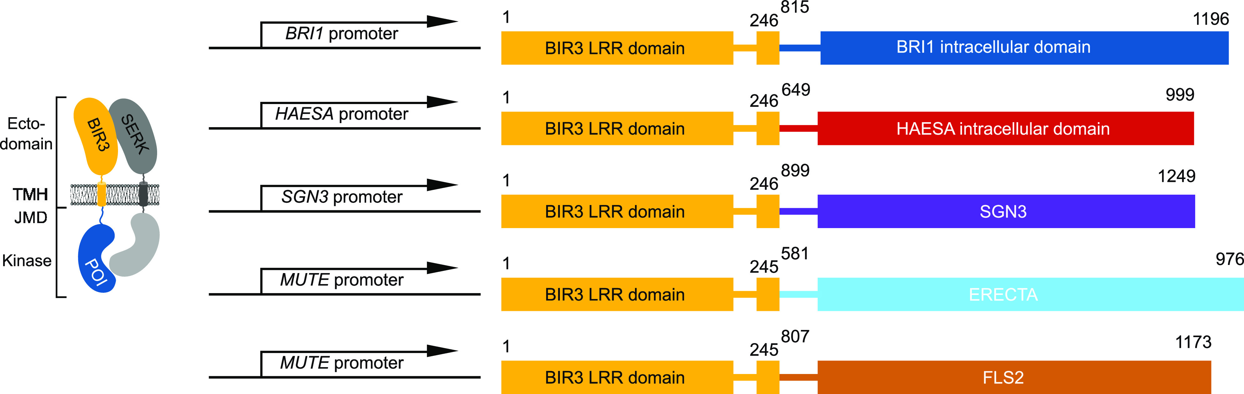 Figure 7.