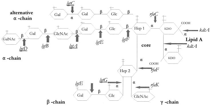 FIG. 1