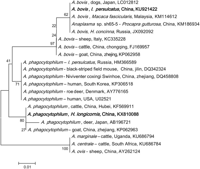 FIGURE 1