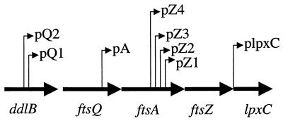 FIG. 1