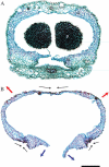 F<sc>ig</sc>. 5.