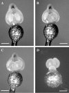 F<sc>ig</sc>. 4.