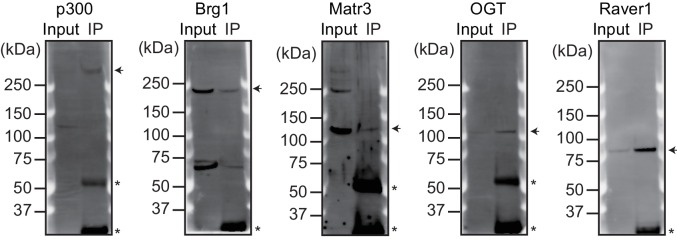 Figure 1—figure supplement 4.